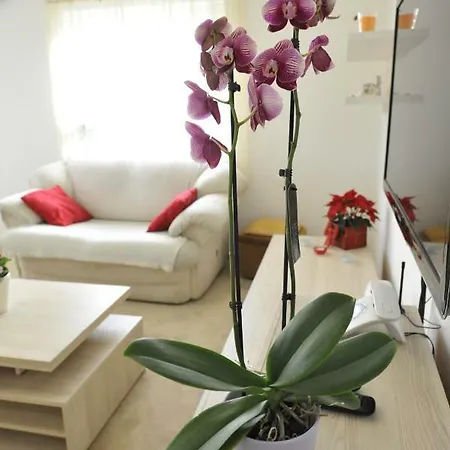 Appartamento Vlatka Spalato